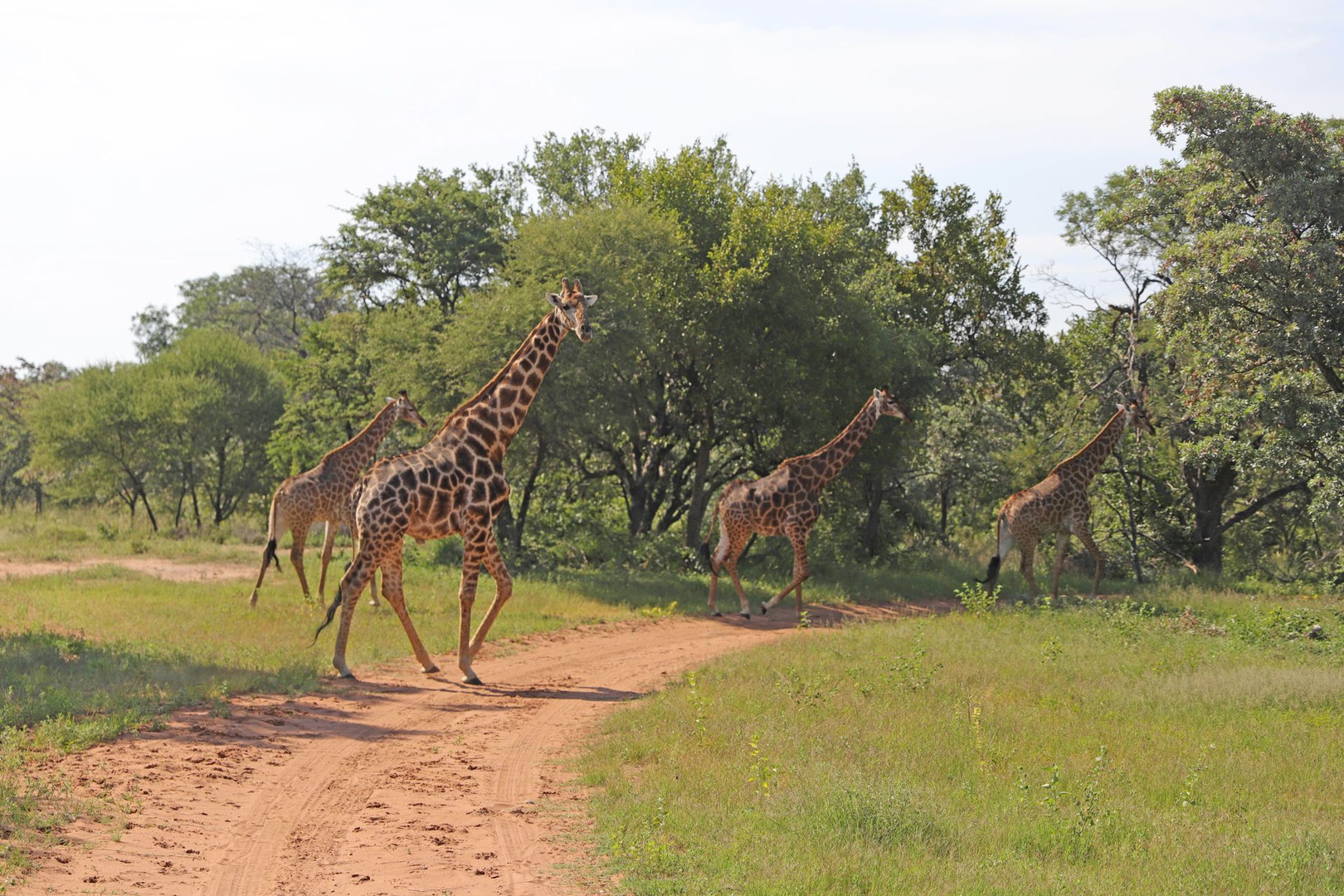 Land in Thabazimbi Rural - Giraffes.jpg