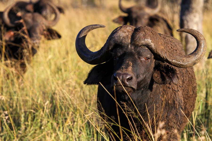 Land in Pongola - Cape Buffalo.jpg