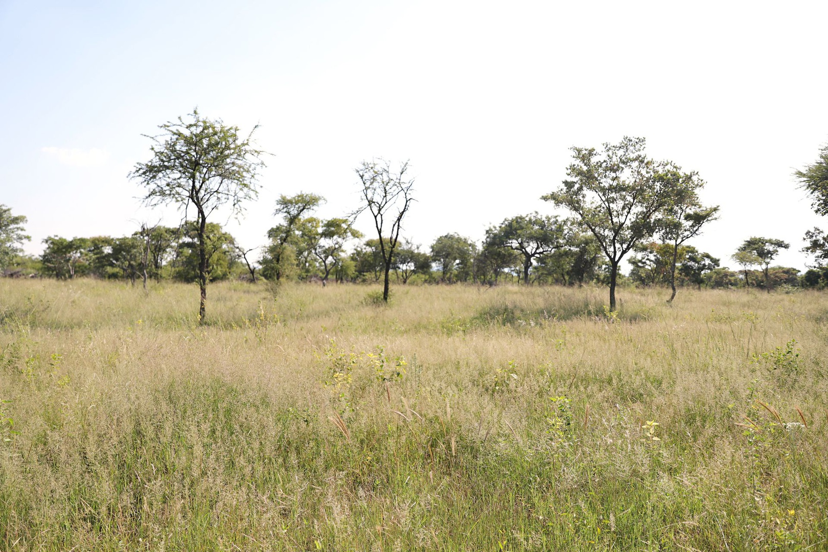 Land in Thabazimbi Rural - Veld