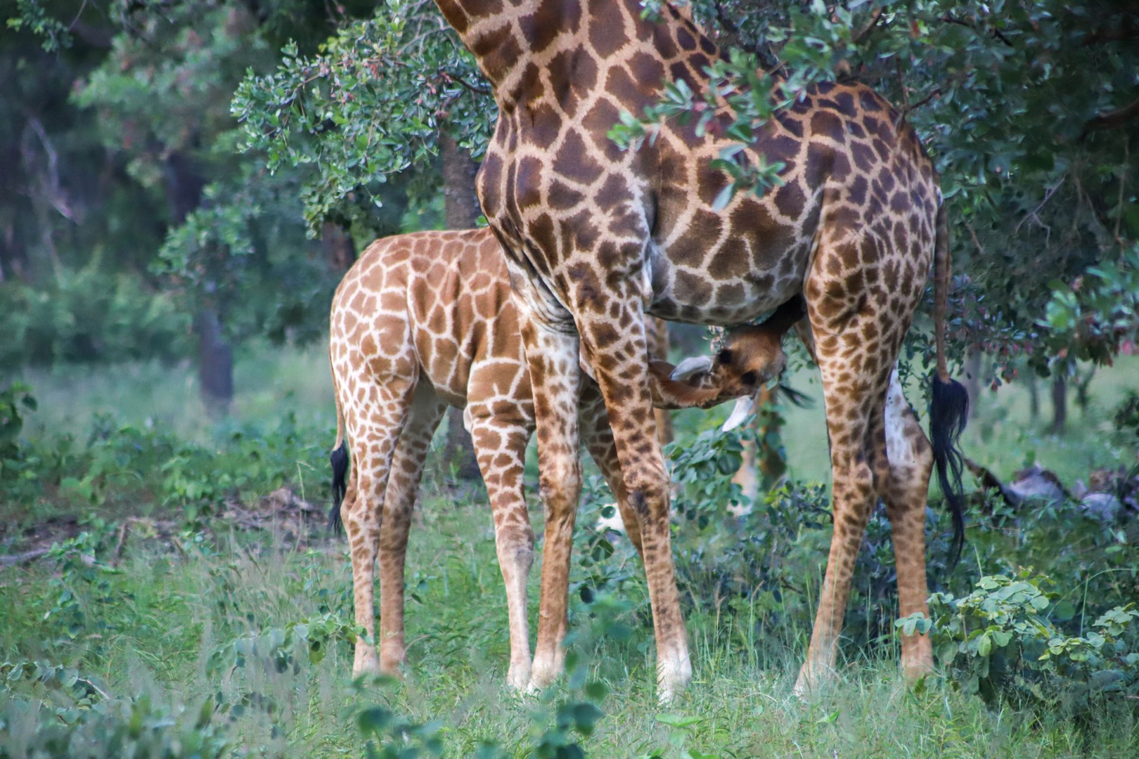 Land in Thabazimbi Rural - Baby Giraffe
