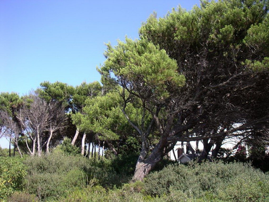 Land in Cala Morell