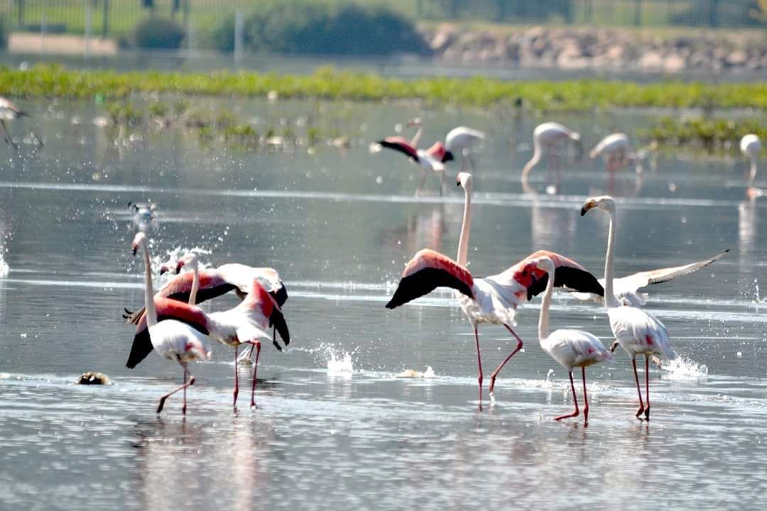 Land in Beau Rivage - Flamingoes in vlei