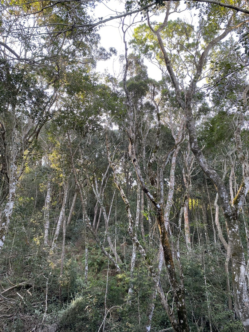 Land in Pezula Private Estate - Indigenous Forest